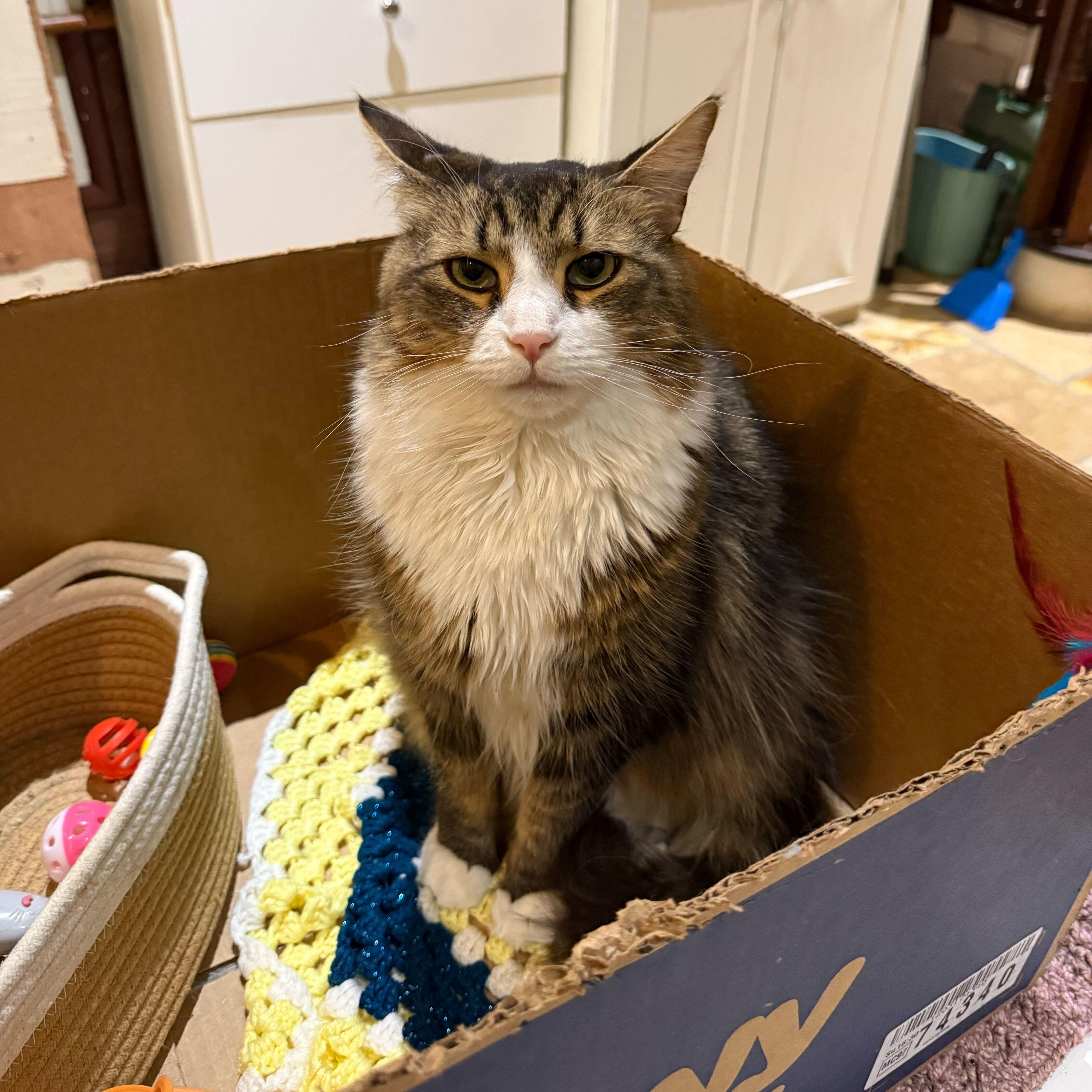 Vincent, a Adoptable Maine Coon in East Brunswick, NJ image 6/6