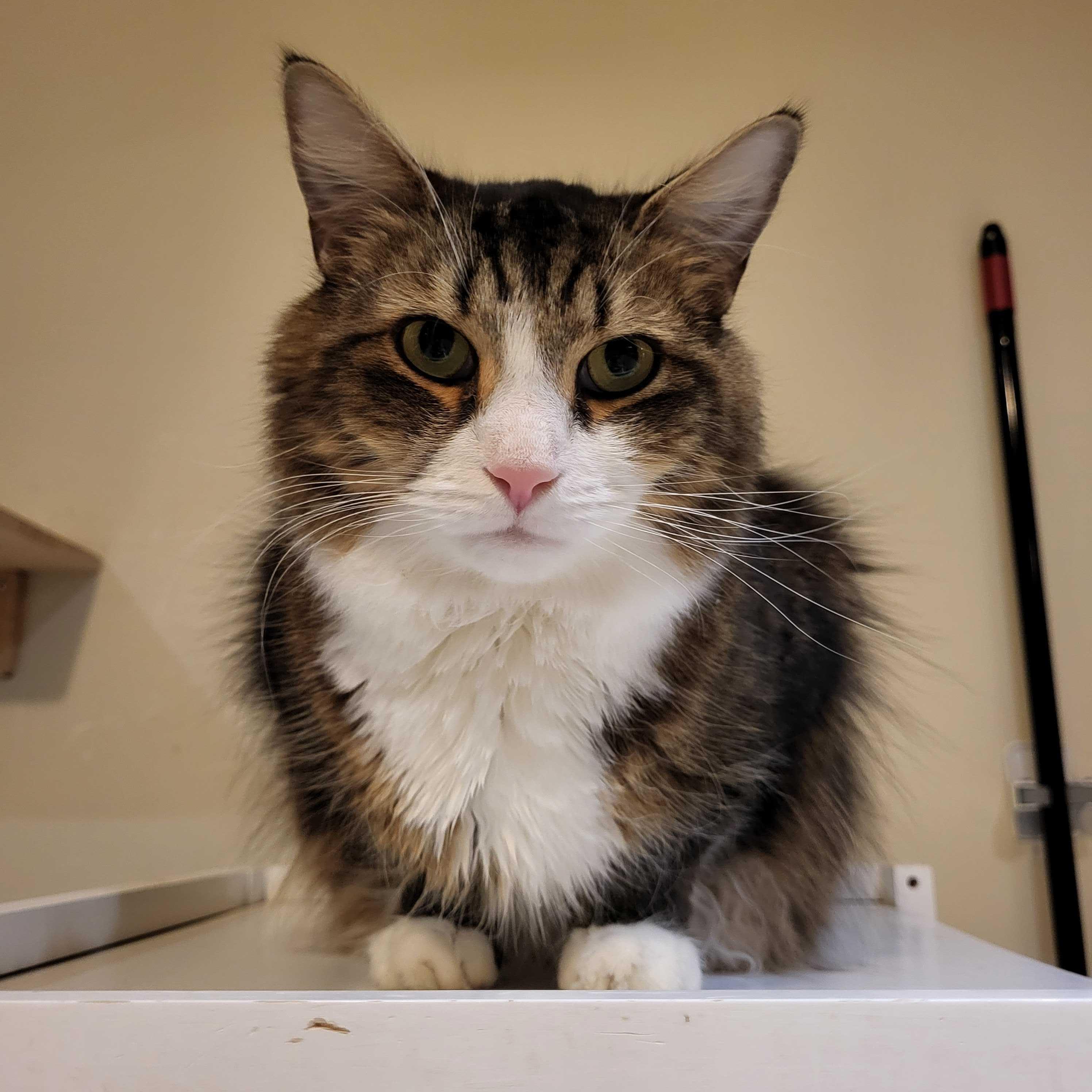Vincent, a Adoptable Maine Coon in East Brunswick, NJ image 1/6