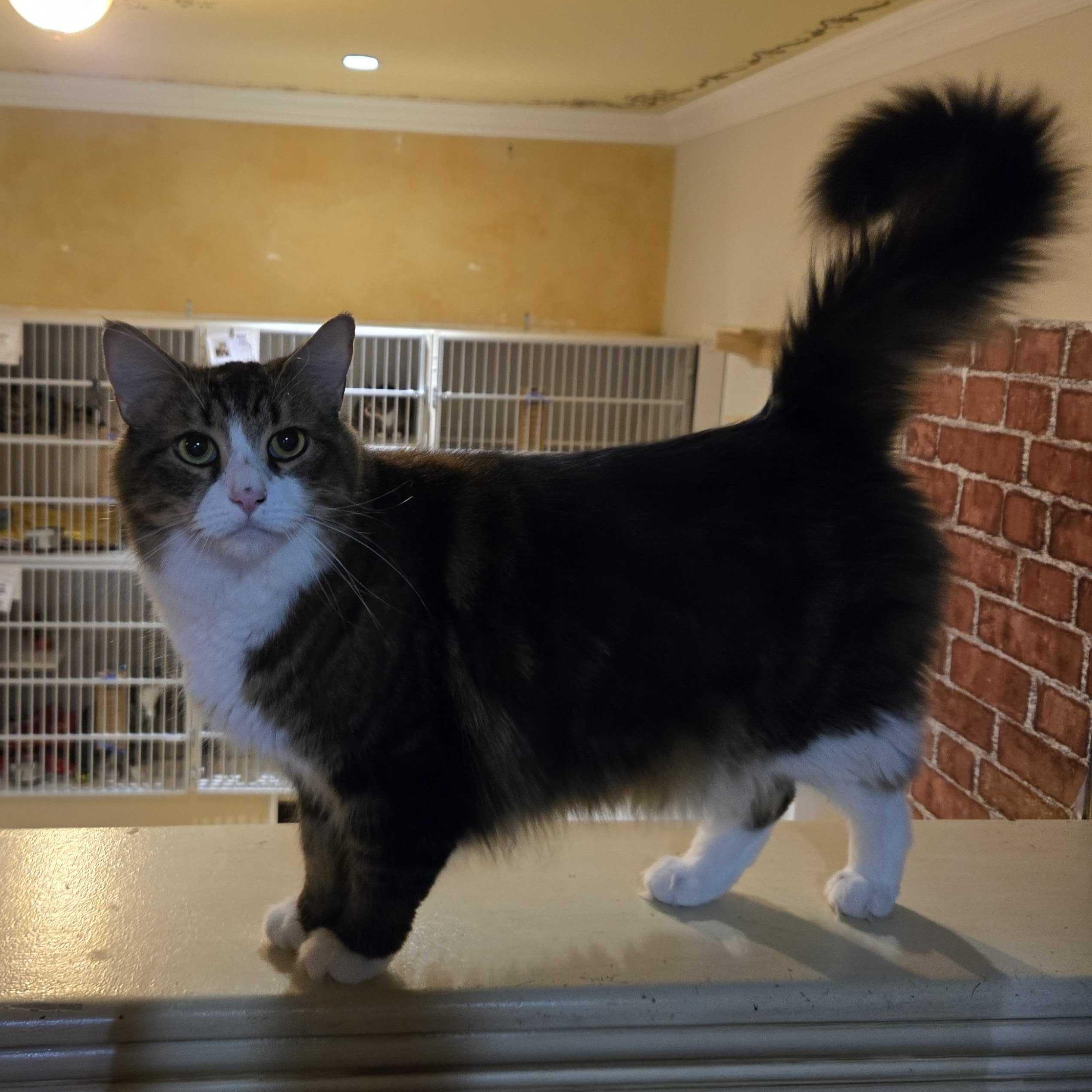 Vincent, a Adoptable Maine Coon in East Brunswick, NJ image 4/6
