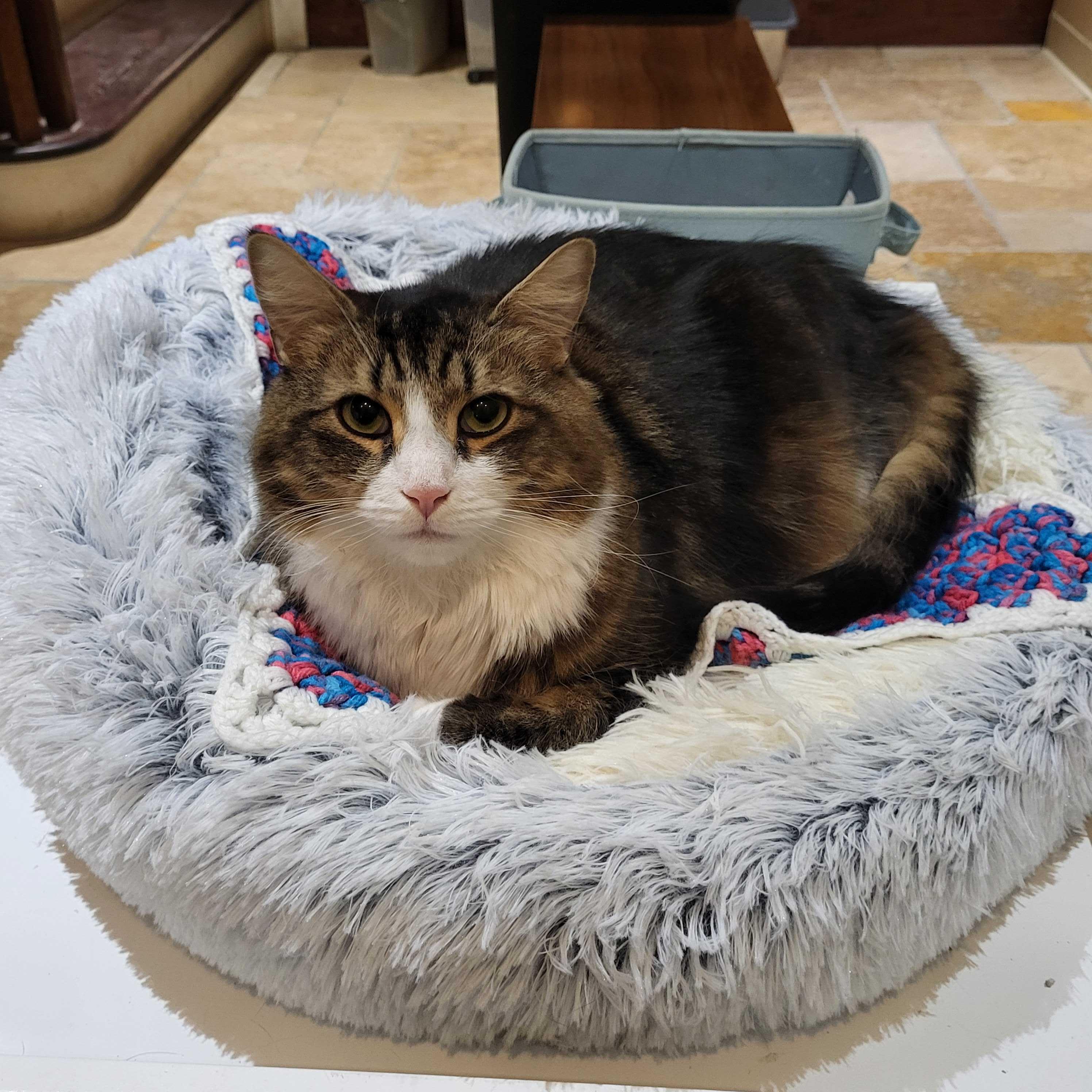 Vincent, a Adoptable Maine Coon in East Brunswick, NJ image 2/6