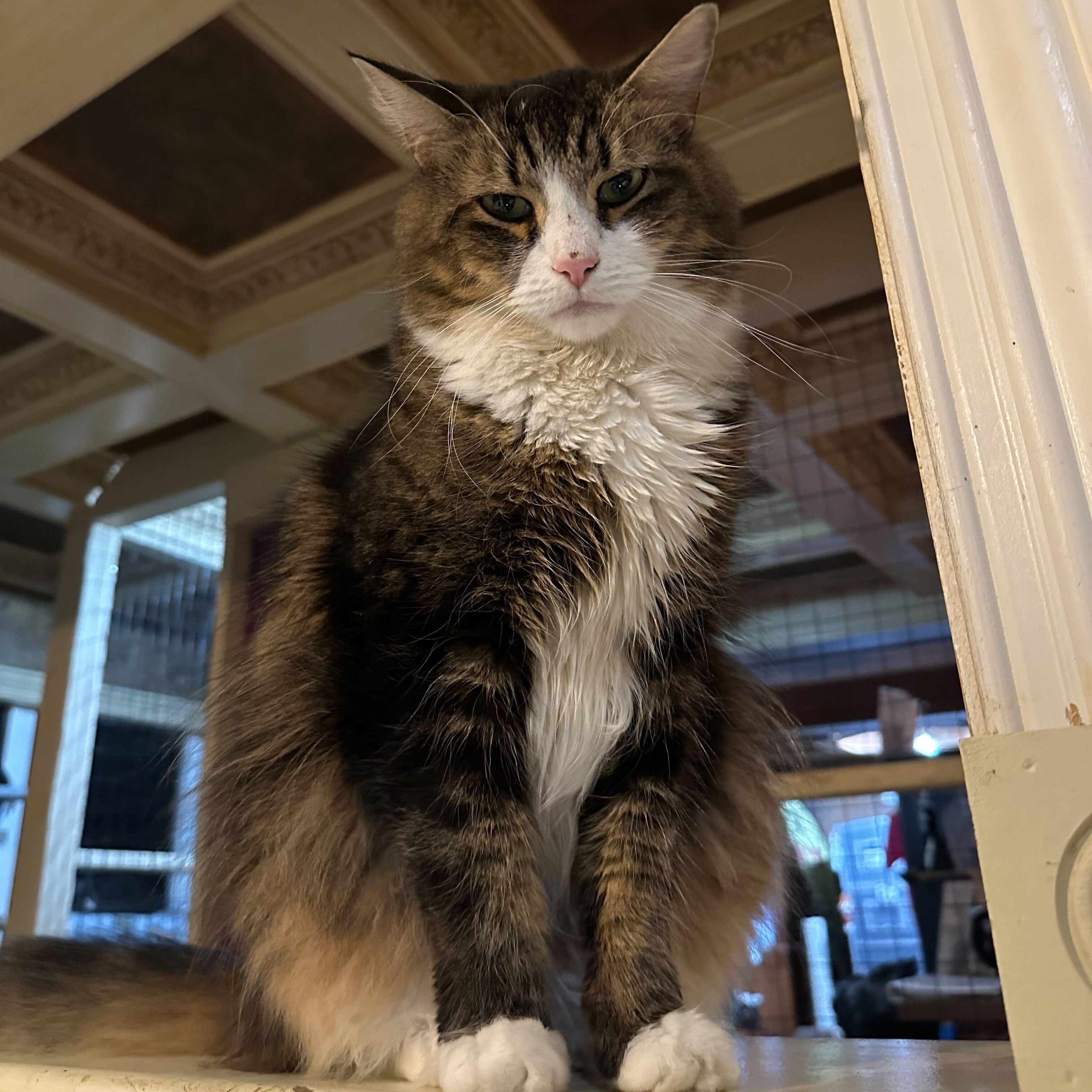 Vincent, a Adoptable Maine Coon in East Brunswick, NJ image 5/6