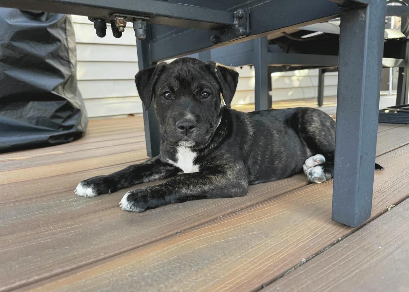 Enlarge Schroeder , a Adoptable mixed breed in Lothian , MD image 2/6