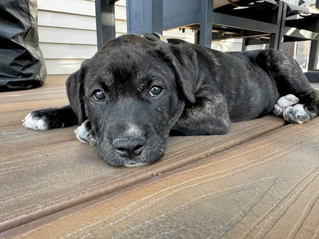 Enlarge Schroeder , a Adoptable mixed breed in Lothian , MD image 5/6