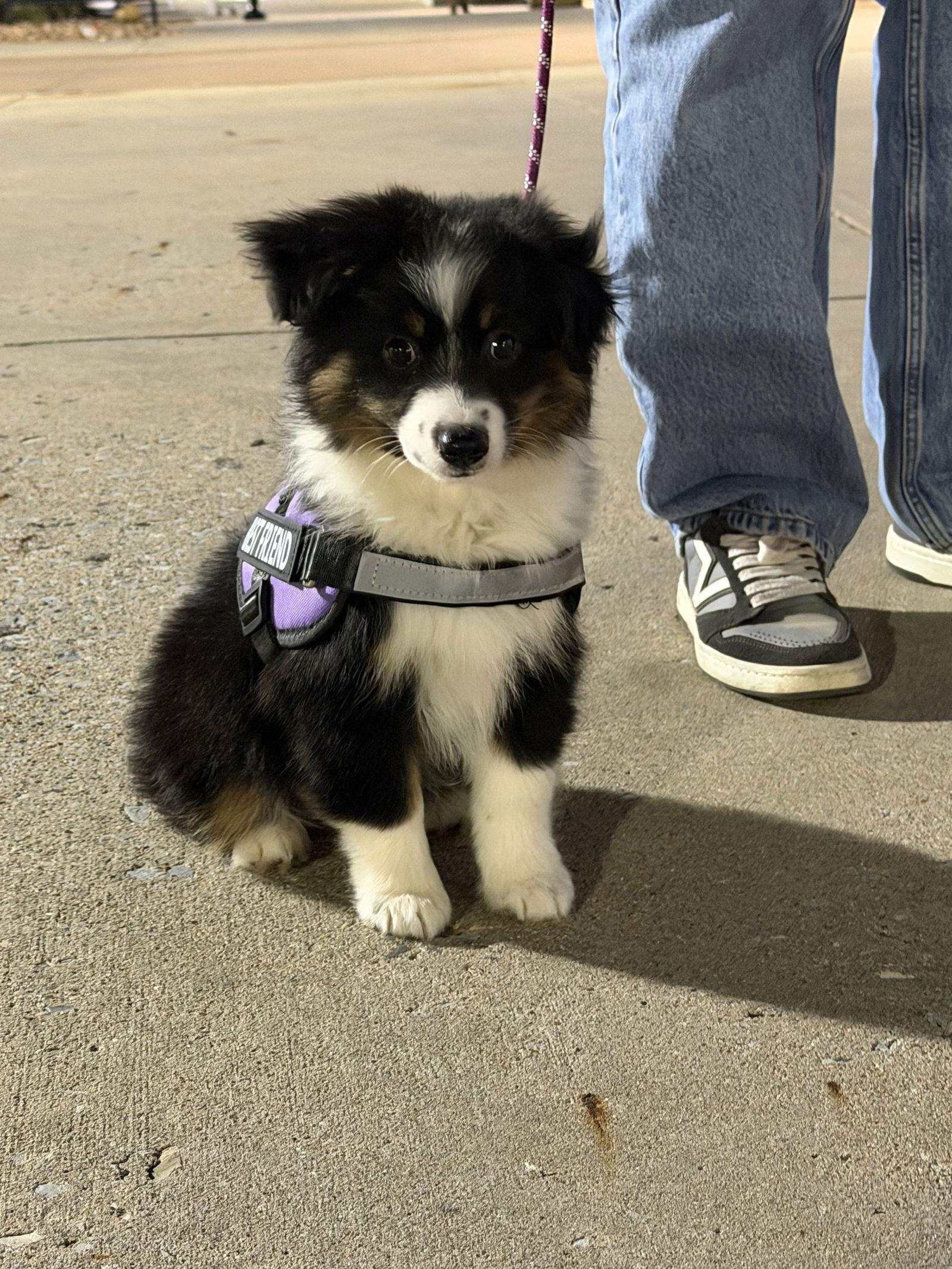 Wendy, Adopted, Puppy Female Australian Shepherd.
