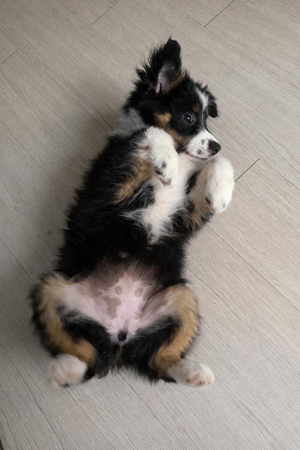 Enlarge Wendy, a Adopted Australian Shepherd in Dallas, TX image 2/3