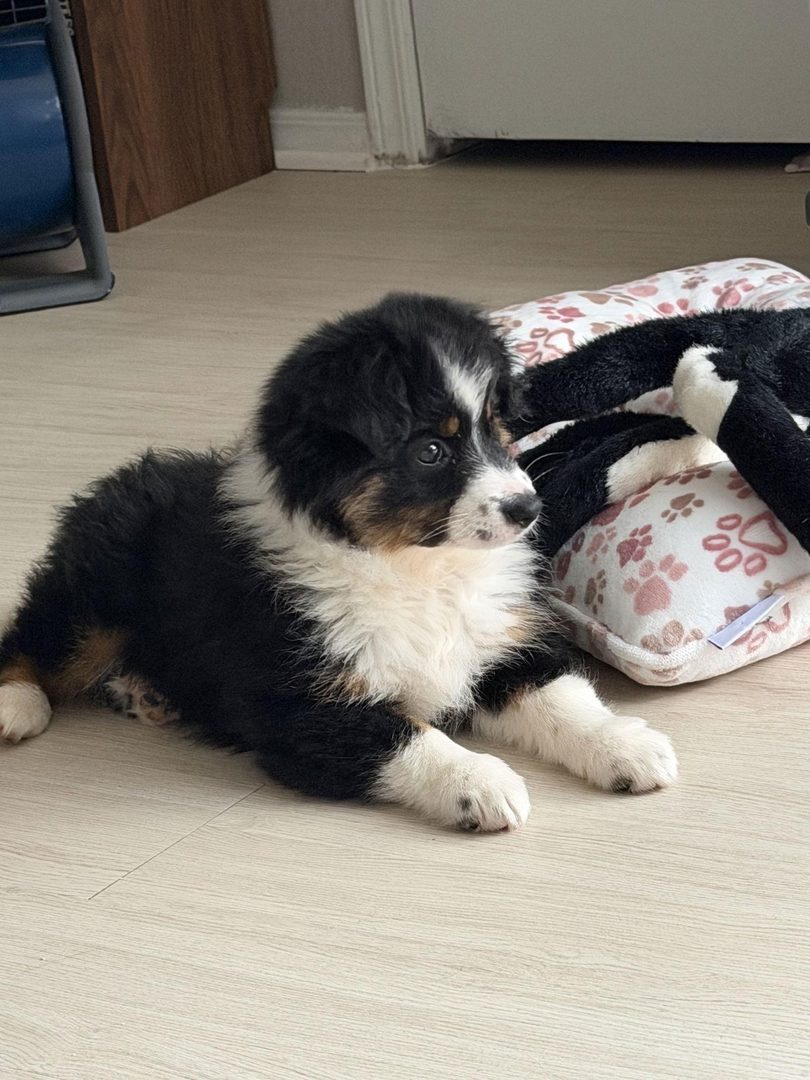 Enlarge Wendy, a Adopted Australian Shepherd in Dallas, TX image 3/3