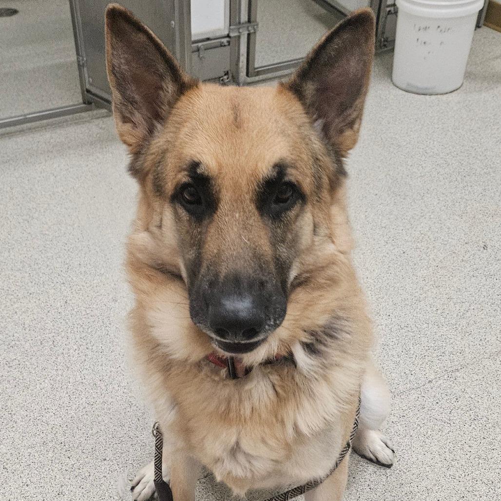 Enlarge Bubba, a Adoptable German Shepherd Dog in Ballston Spa, NY image 1/3