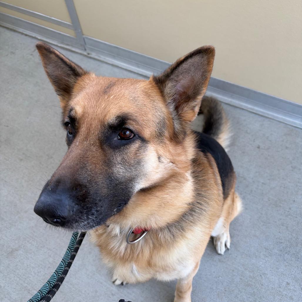 Enlarge Bubba, a Adoptable German Shepherd Dog in Ballston Spa, NY image 2/3