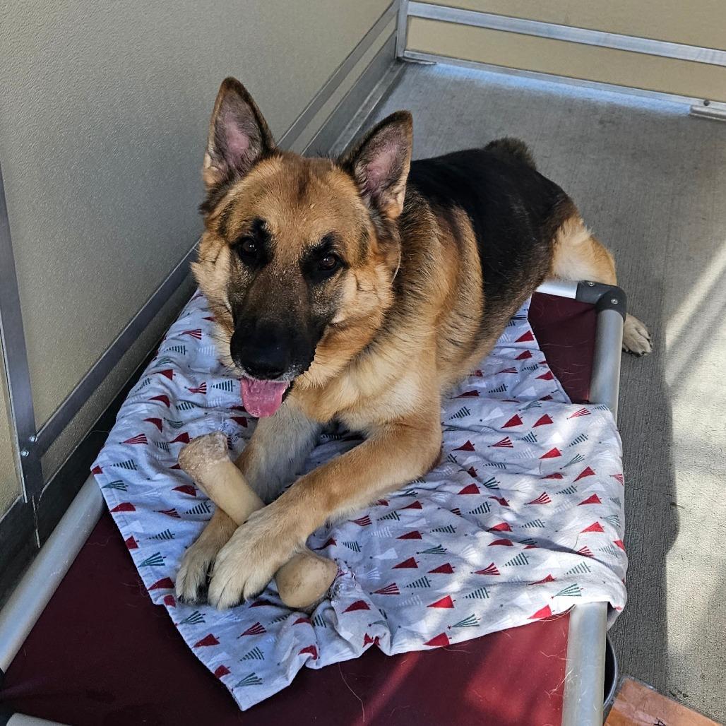Enlarge Bubba, a Adoptable German Shepherd Dog in Ballston Spa, NY image 3/3