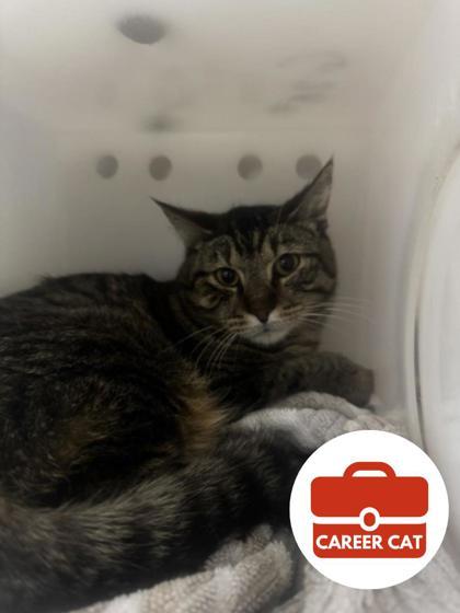 Mr. Bean, Adoptable, Adult Male Domestic Short Hair & Domestic Short Hair.