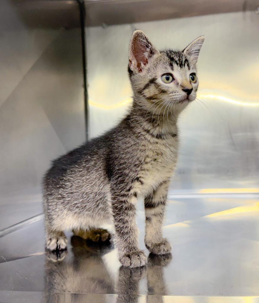 Alanis, Adoptable, Kitten Female Domestic Short Hair.