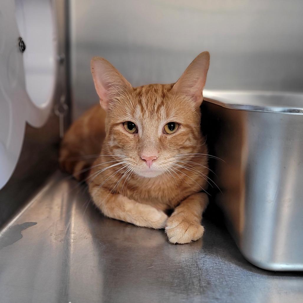 Dugg (ON ADOPTION HOLD)