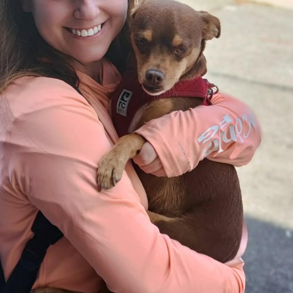 Mr. Cuddly Pinto Bean, Adoptable, Adult Male Miniature Pinscher & Chihuahua.