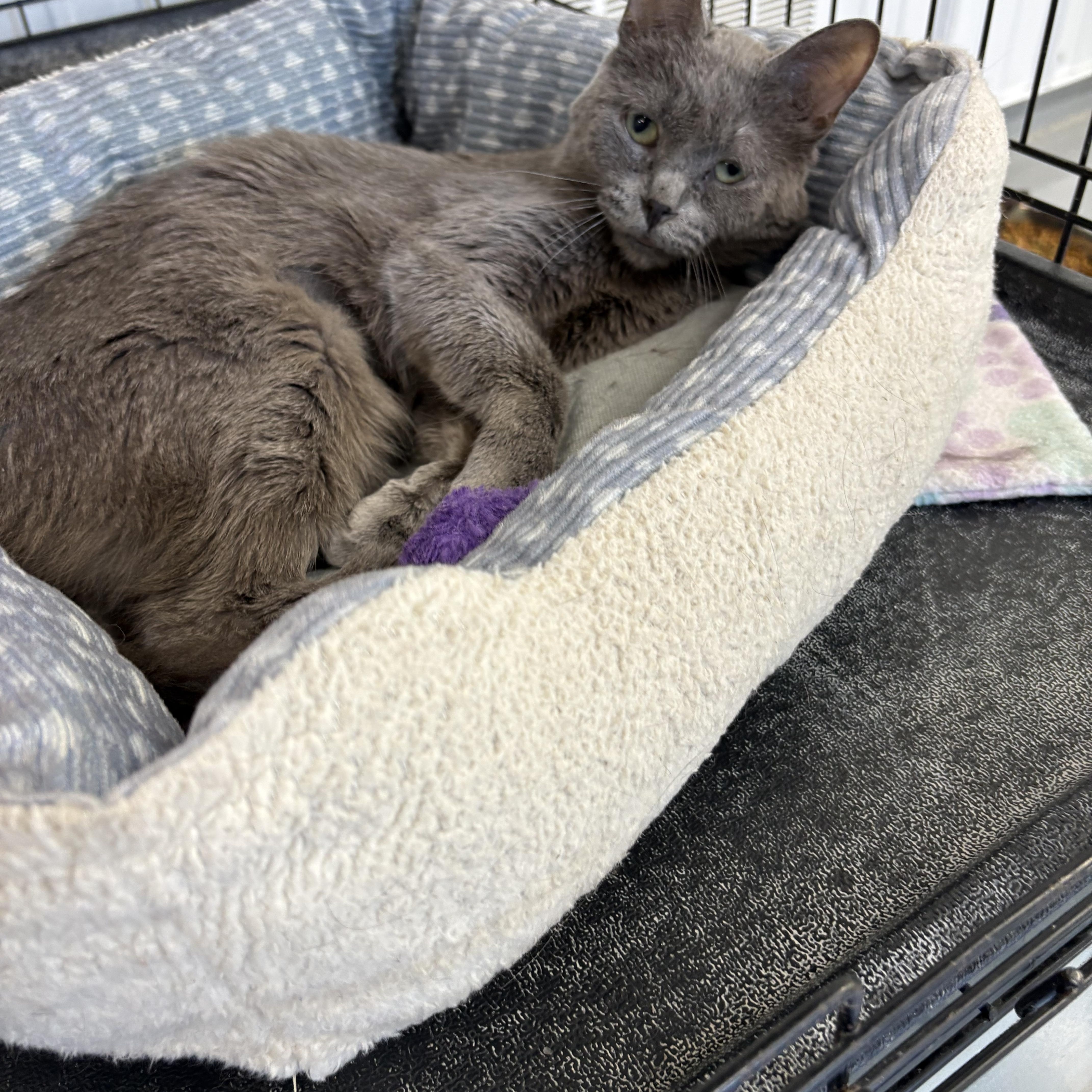 Enlarge Freda, a ADOPTABLE American Shorthair in Big Rapids, MI image 1/2