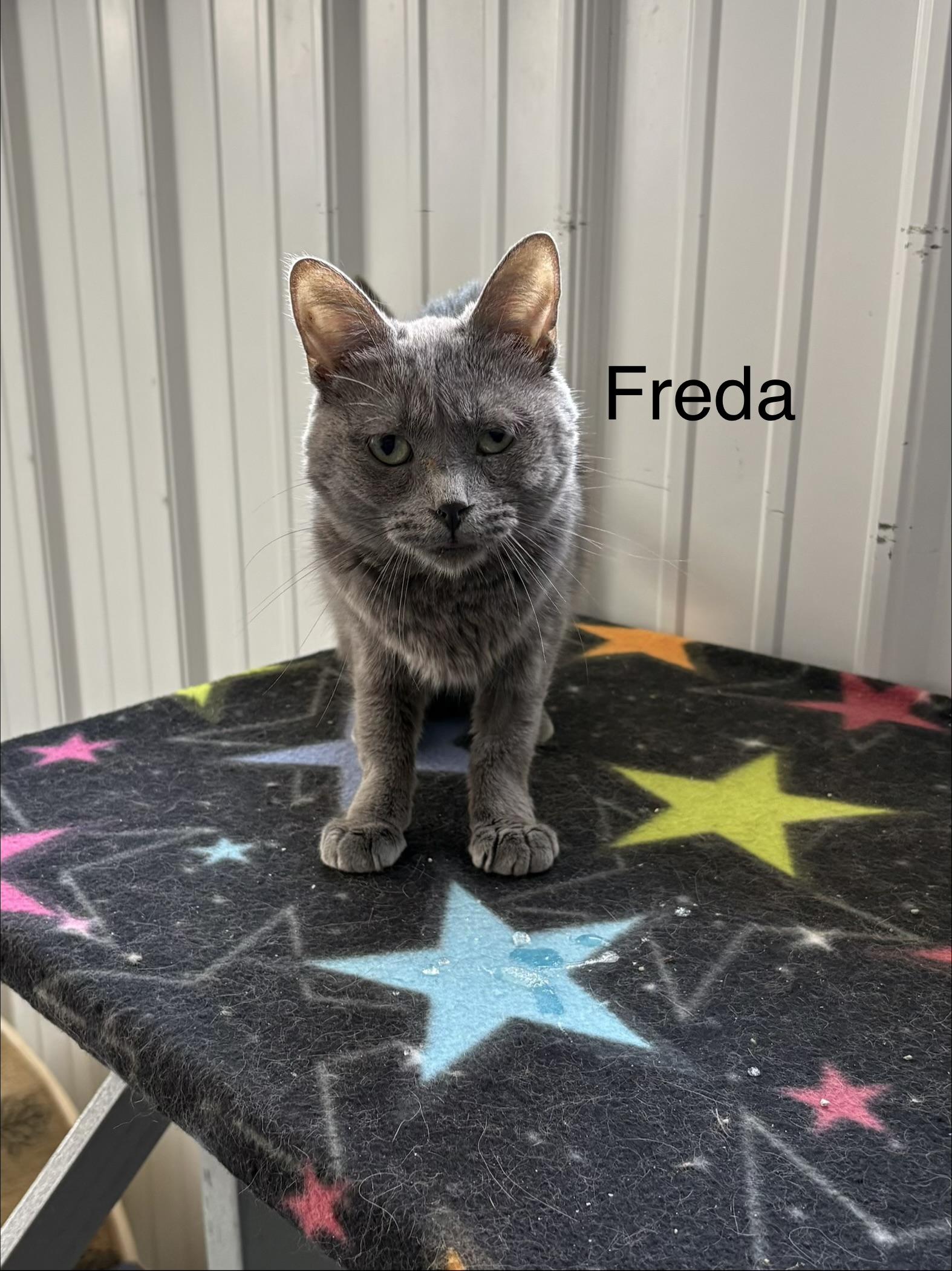 Enlarge Freda, a ADOPTABLE American Shorthair in Big Rapids, MI image 2/2