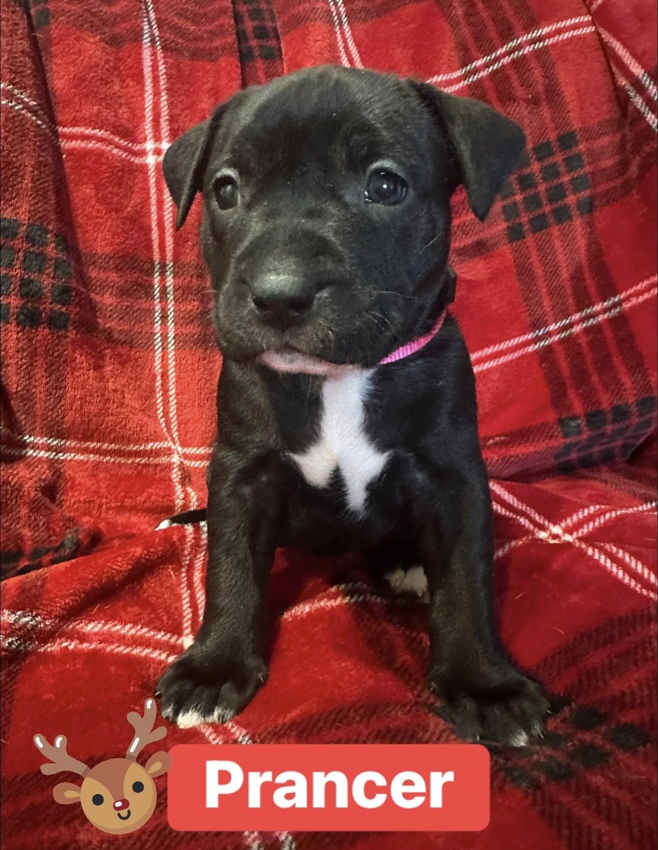 Prancer, ADOPTABLE, Puppy Female American Staffordshire Terrier.