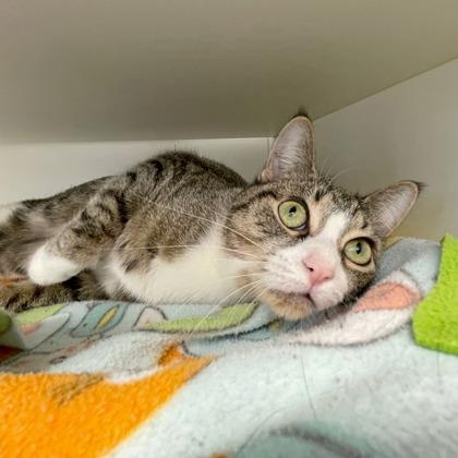 Brave Little Toaster (Bashful Buddy), a Adoptable mixed breed in Wheaton, IL image 1/3