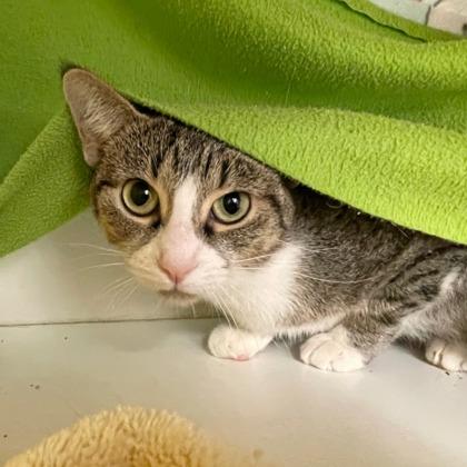 Brave Little Toaster (Bashful Buddy), a Adoptable mixed breed in Wheaton, IL image 2/3