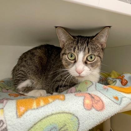 Brave Little Toaster (Bashful Buddy), a Adoptable mixed breed in Wheaton, IL image 3/3