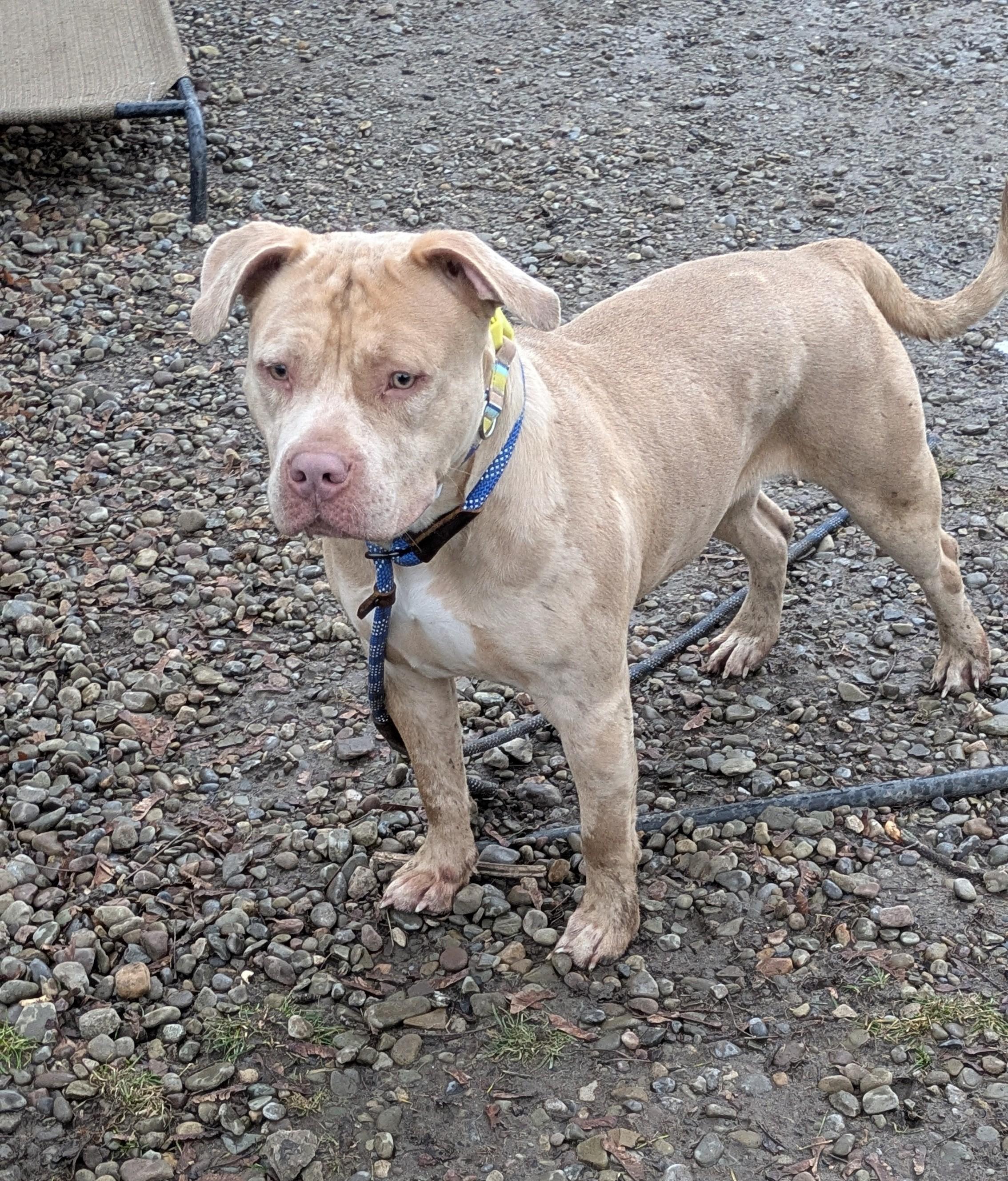 Enlarge Tyra, an adopted mixed breed in Buffalo, NY image 4/6