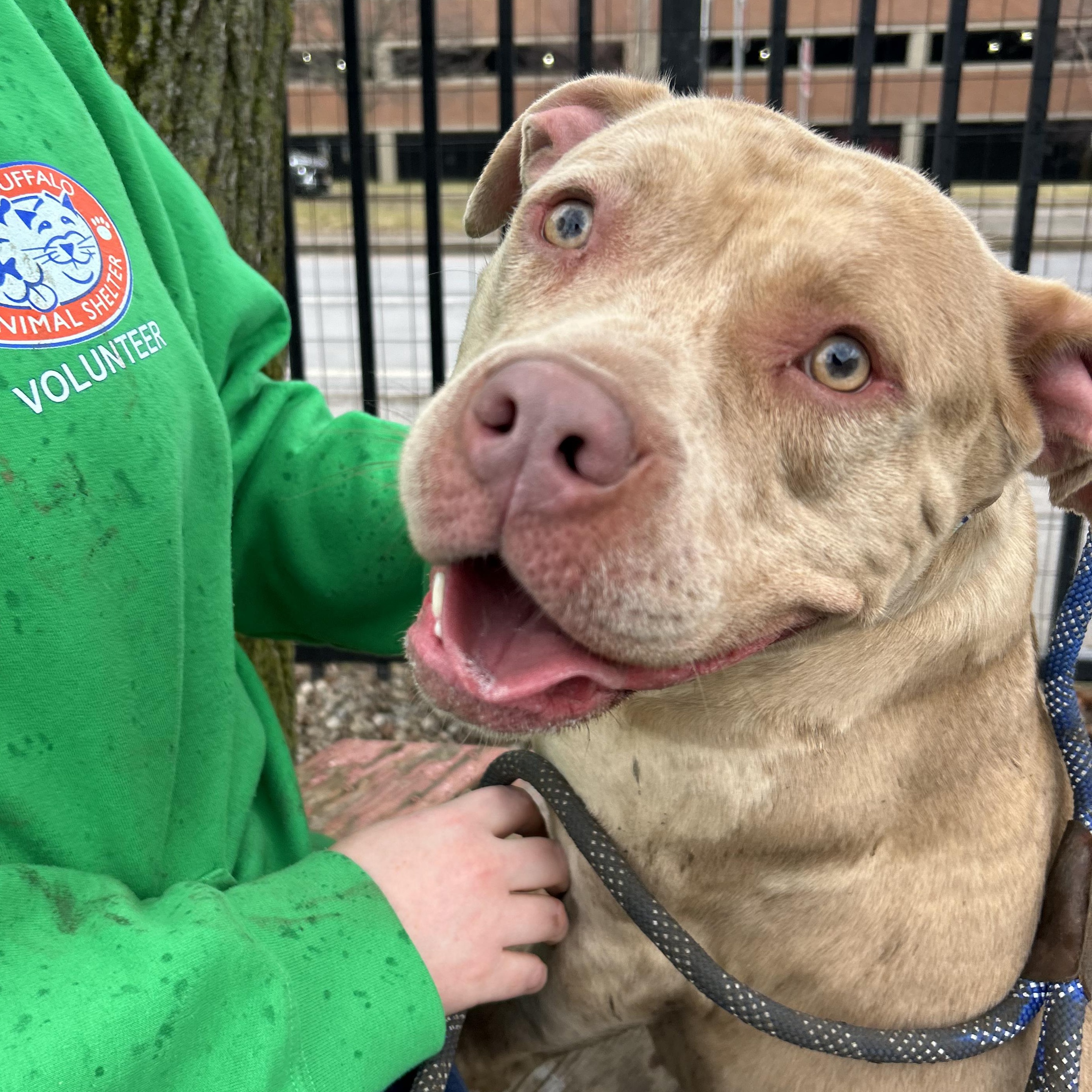 Tyra, adopted, Young Female American Bully.