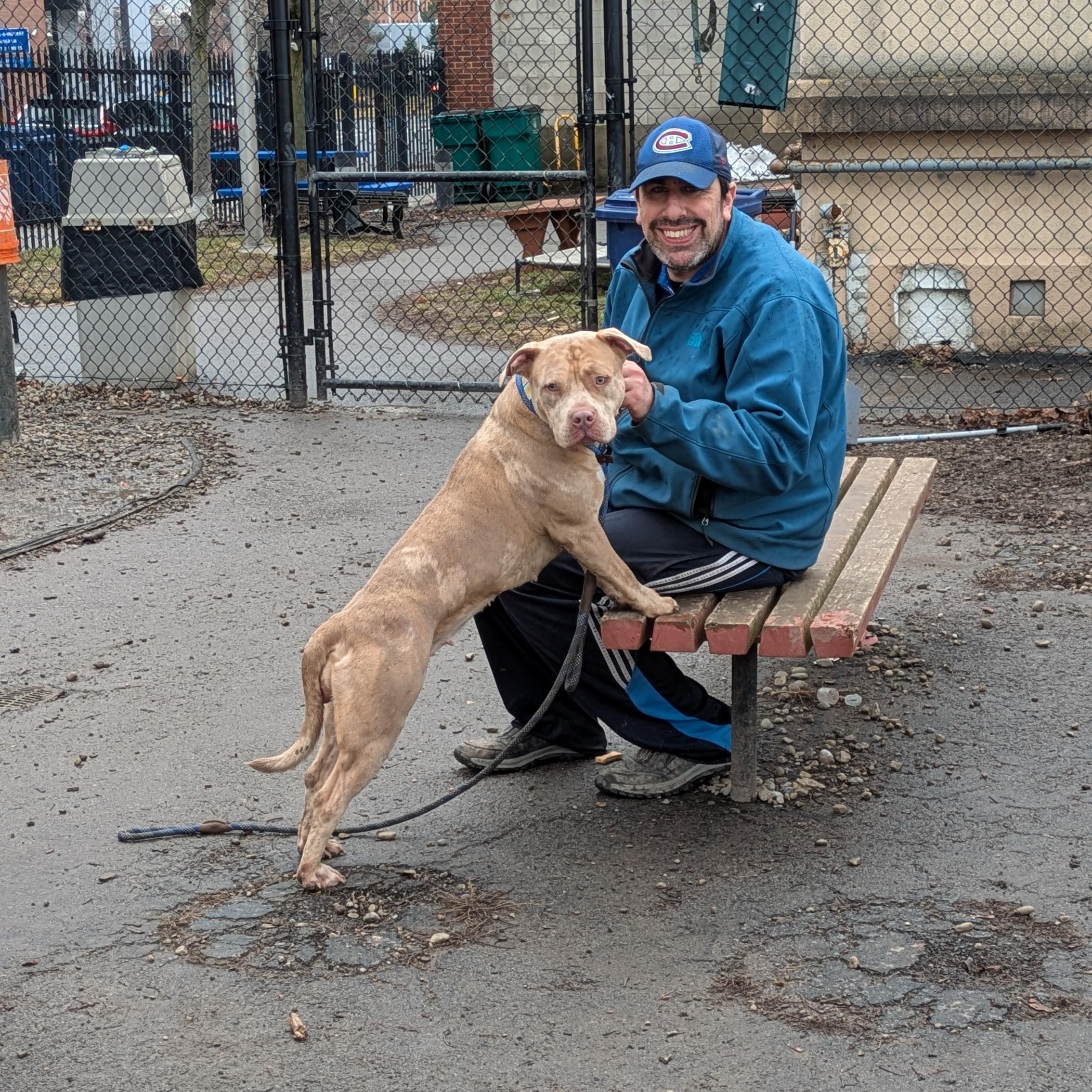 Enlarge Tyra, an adopted mixed breed in Buffalo, NY image 2/6