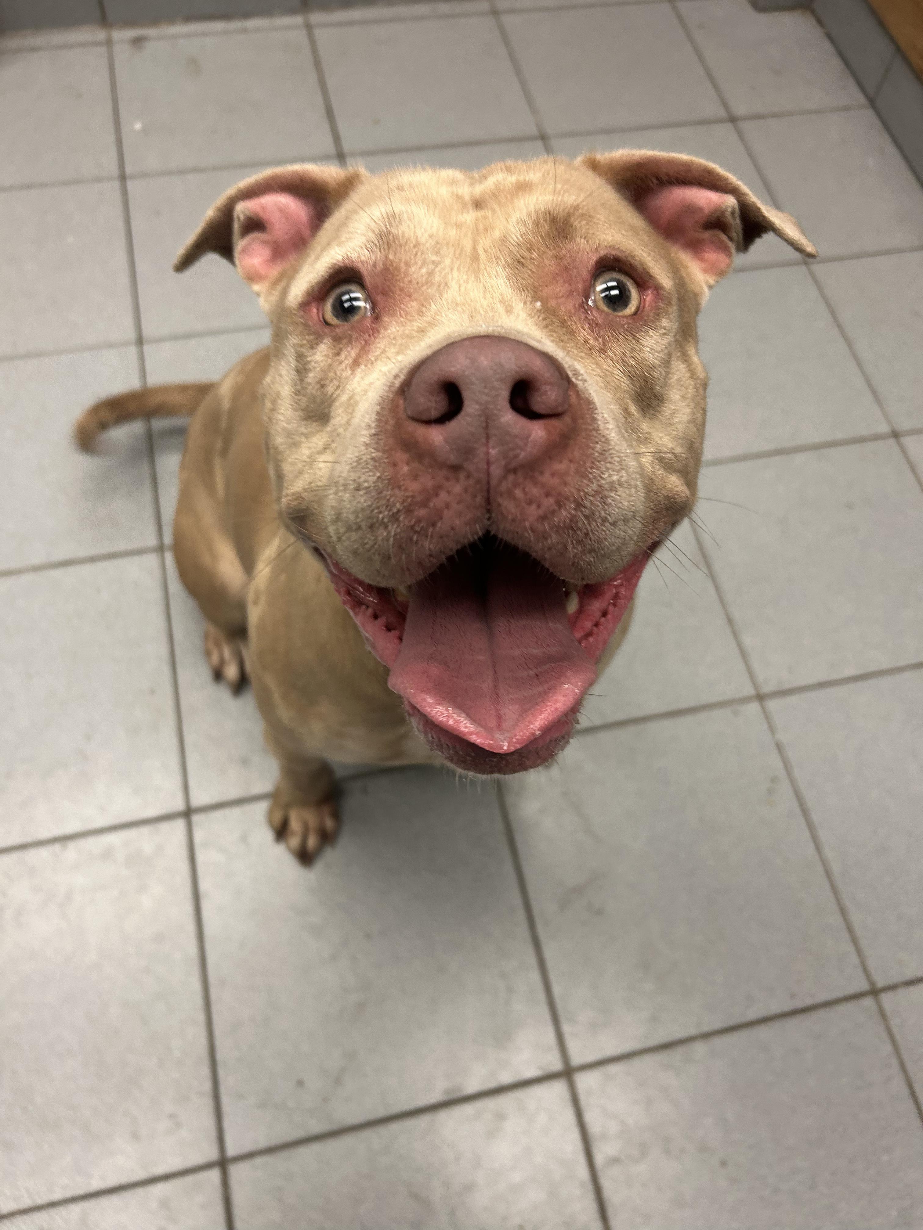 Enlarge Tyra, an adopted mixed breed in Buffalo, NY image 3/6