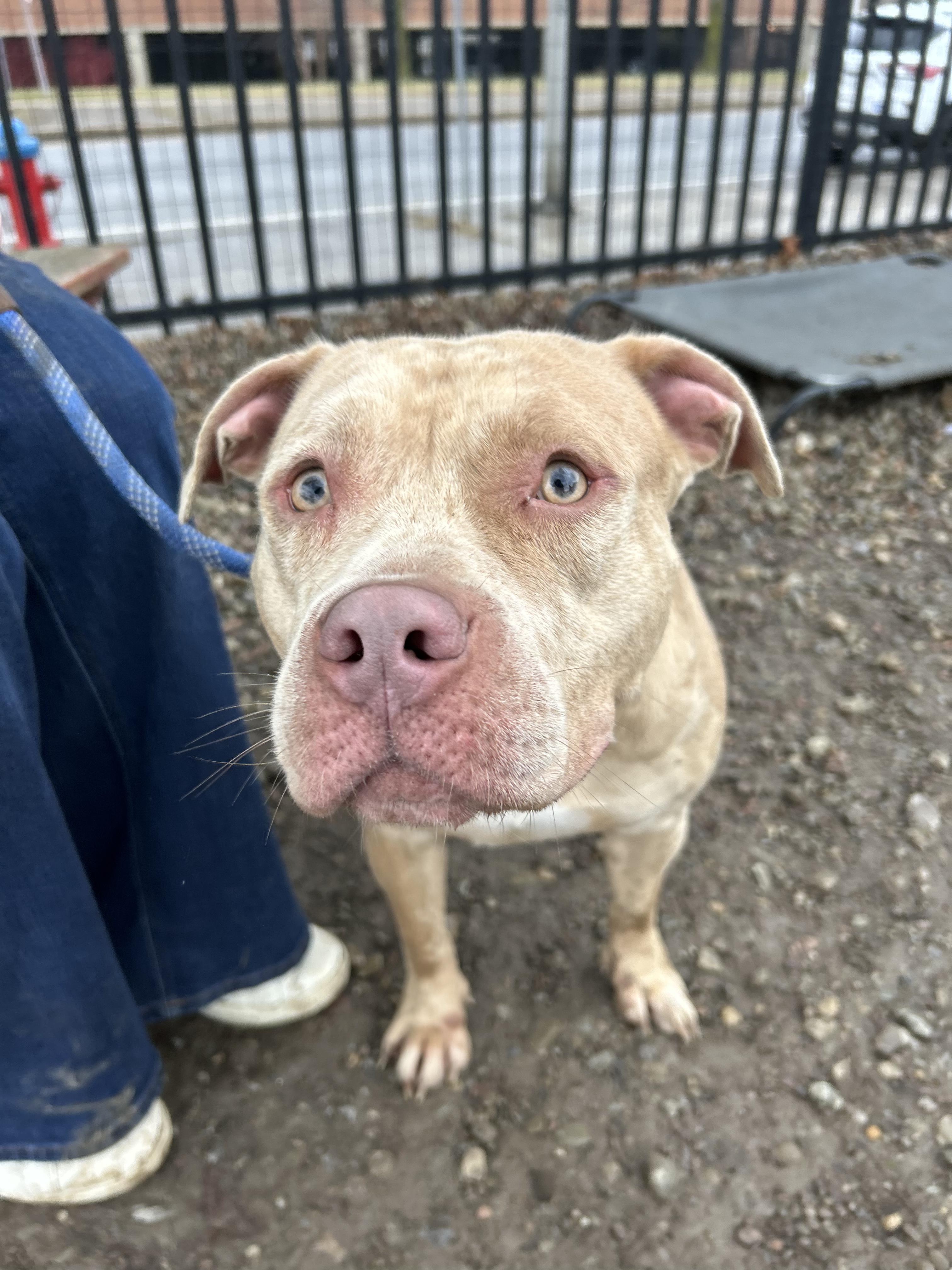 Enlarge Tyra, an adopted mixed breed in Buffalo, NY image 5/6