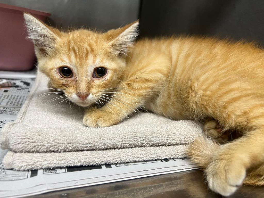 Enlarge Pumpkin, a Adopted mixed breed in Murray, KY image 1/1