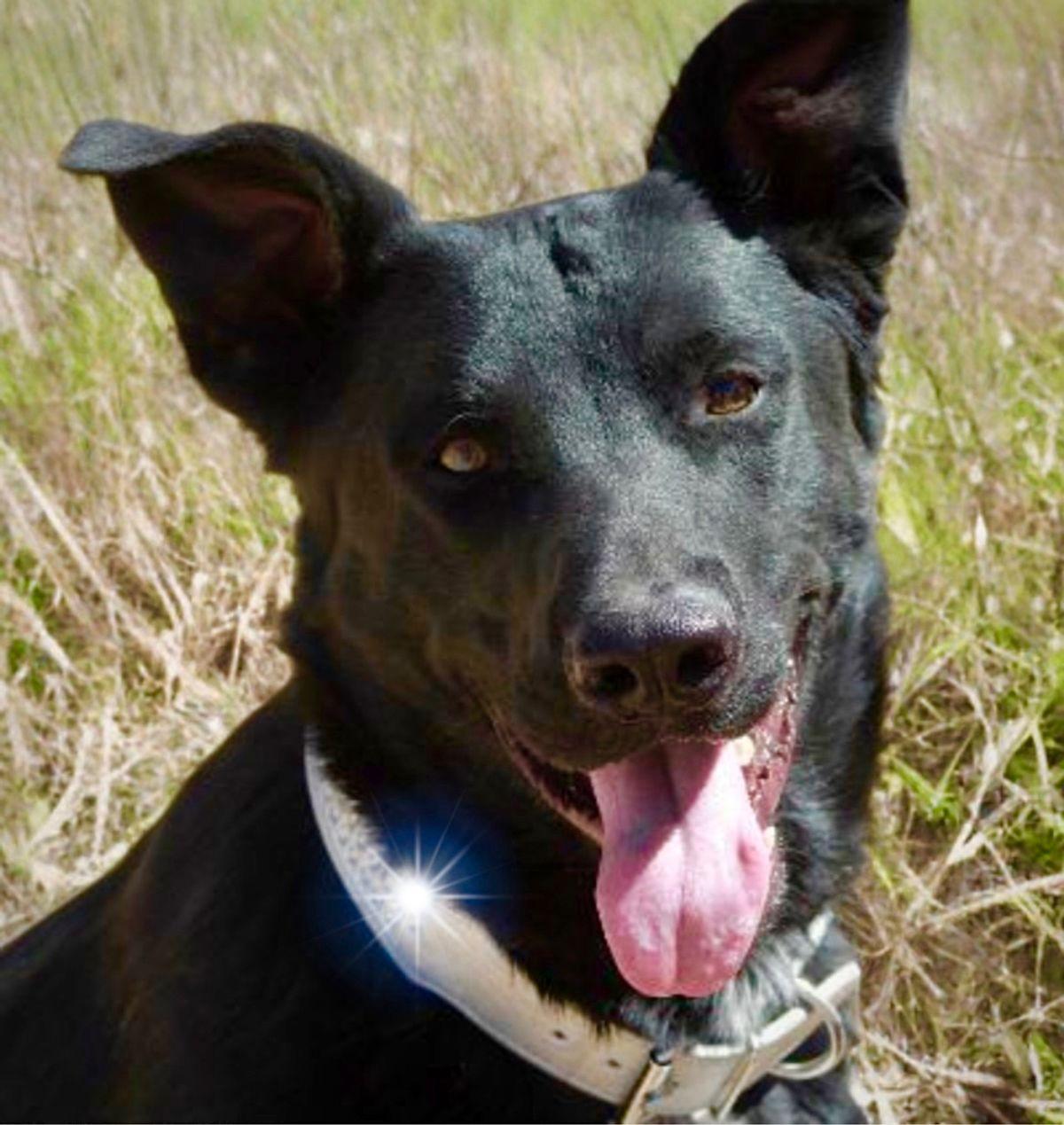 Enlarge Kronk, a Adoptable mixed breed in Kingman, AZ image 1/3