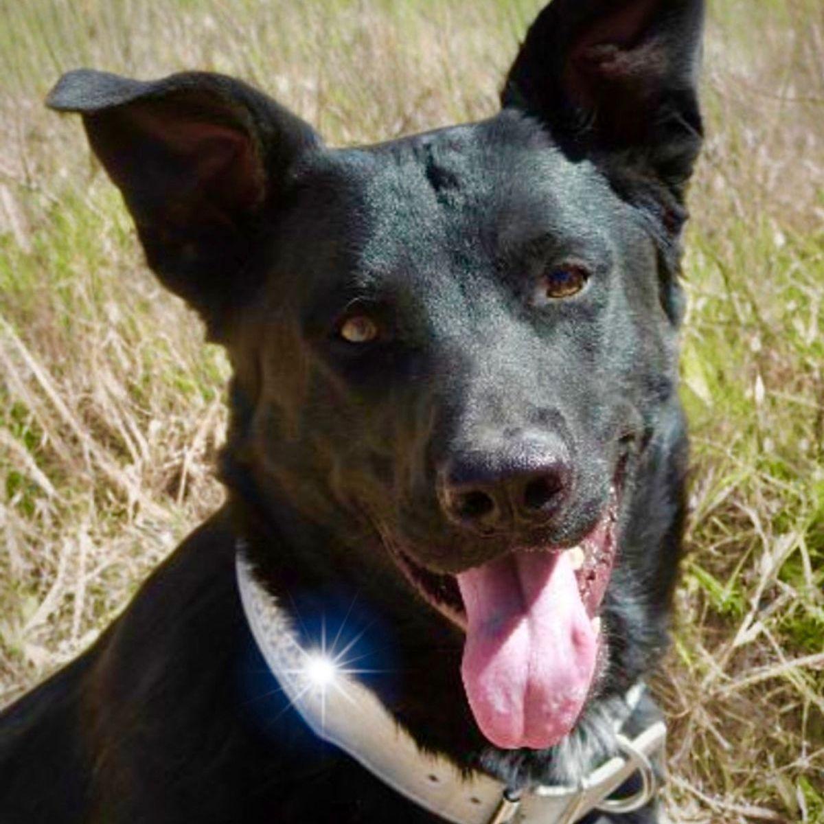 Kronk, Adoptable, Adult Male Shepherd & Labrador Retriever.
