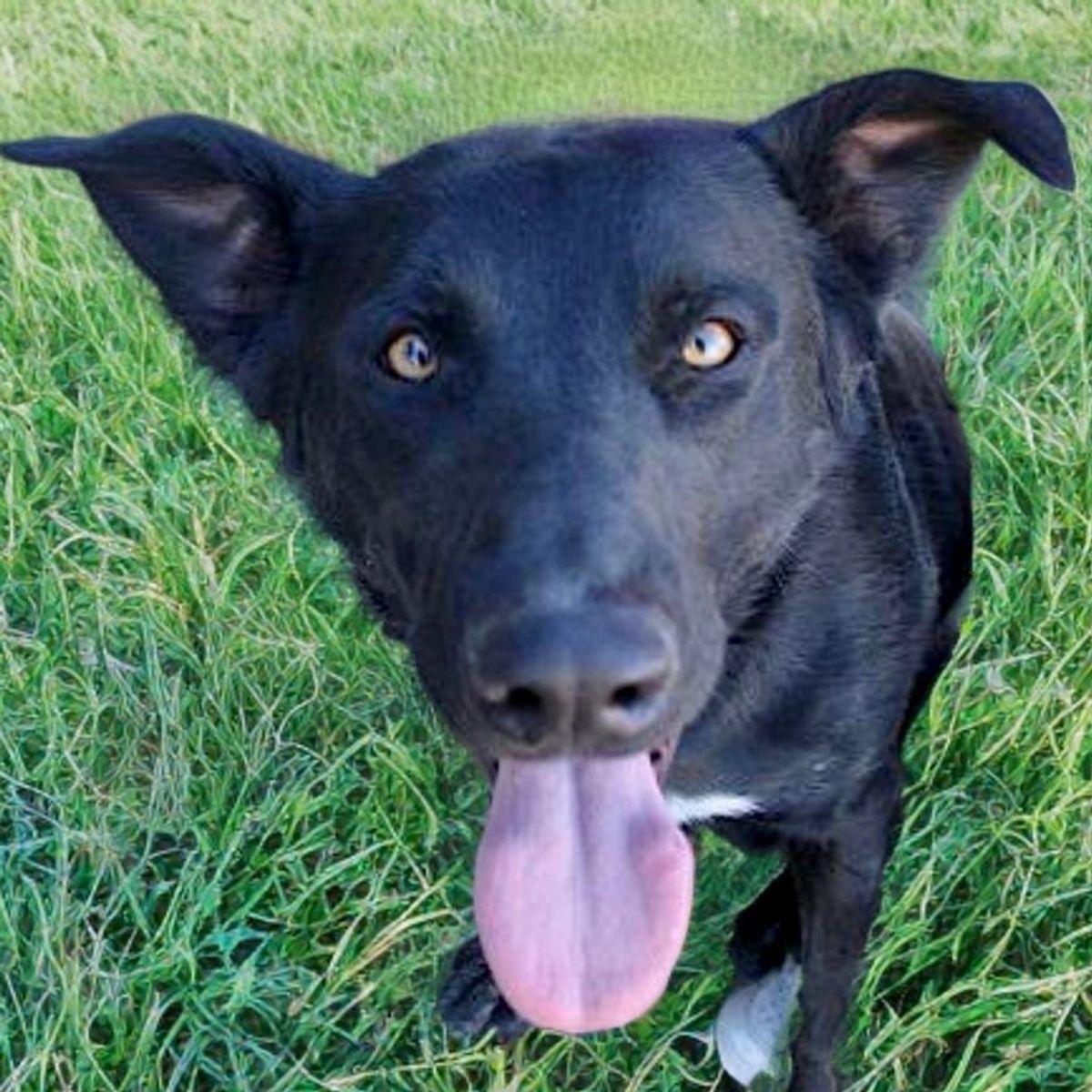 Enlarge Kronk, a Adoptable mixed breed in Kingman, AZ image 2/3