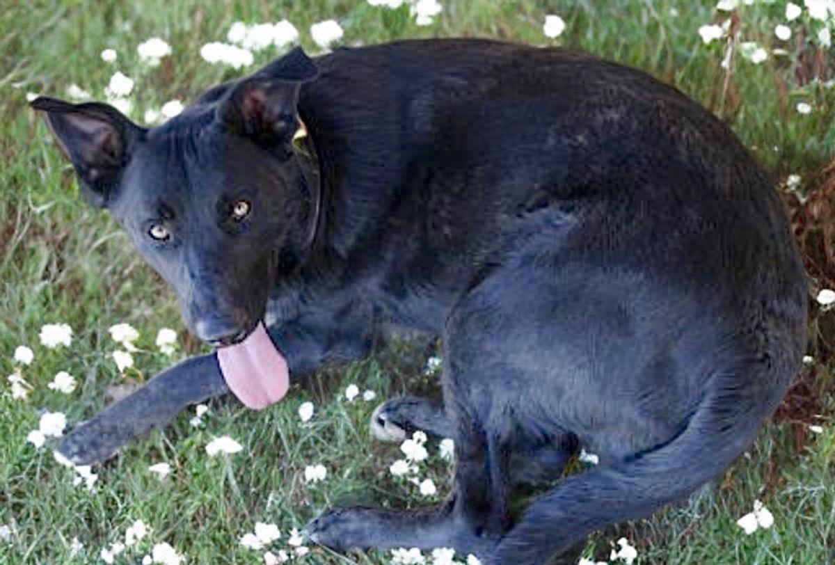 Enlarge Kronk, a Adoptable mixed breed in Kingman, AZ image 3/3