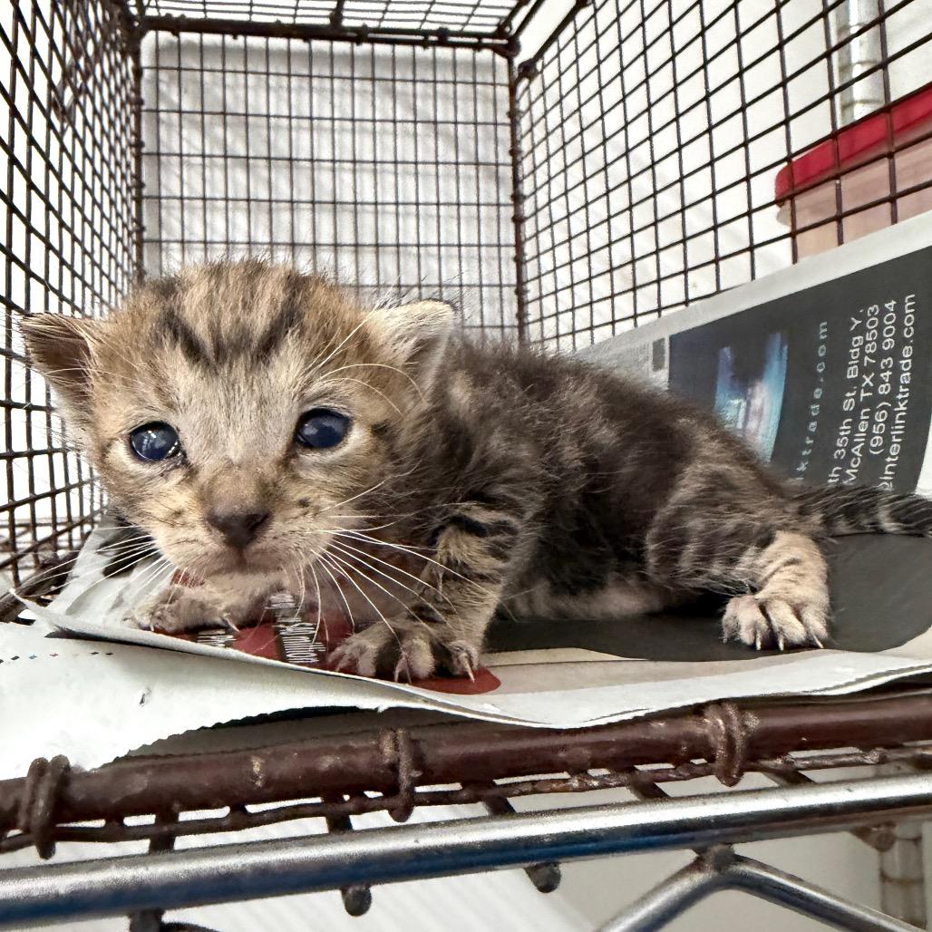 Alphabet Soup A3, Adoptable, Kitten Male Domestic Short Hair.