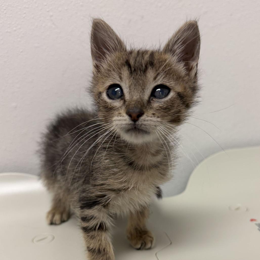 Enlarge Alphabet Soup A3, a Adoptable Domestic Short Hair in Edinburg, TX image 2/2