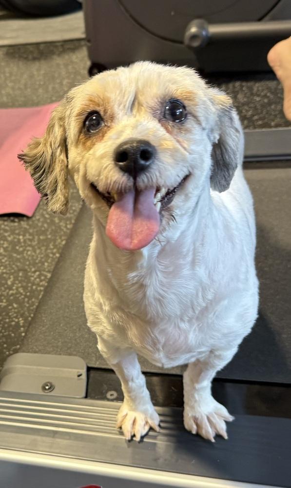 Sunny (Sundial), Adoptable, Adult Female Poodle & Cavalier King Charles Spaniel.