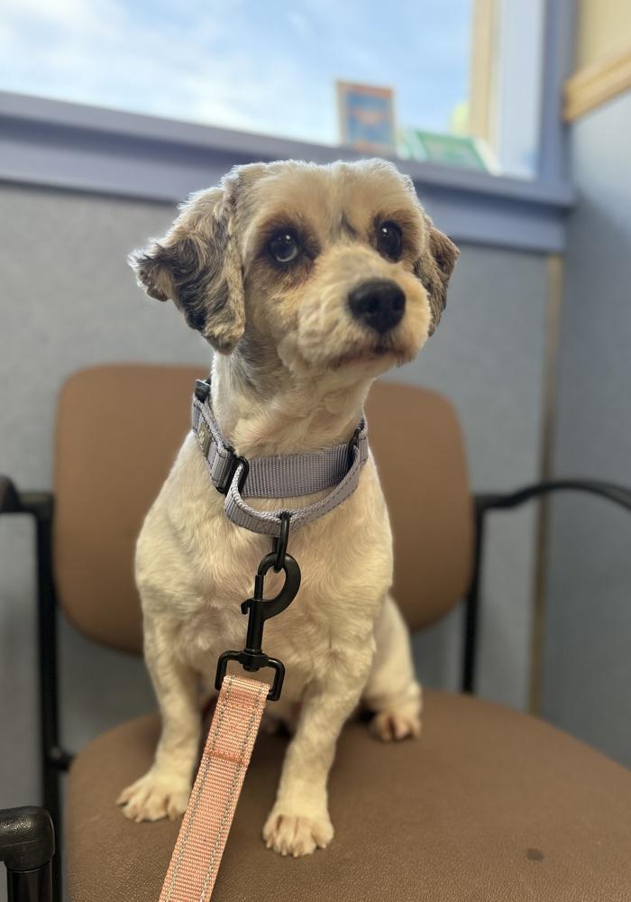 Sunny (Sundial), a Adoptable mixed breed in Cheektowaga, NY image 2/3