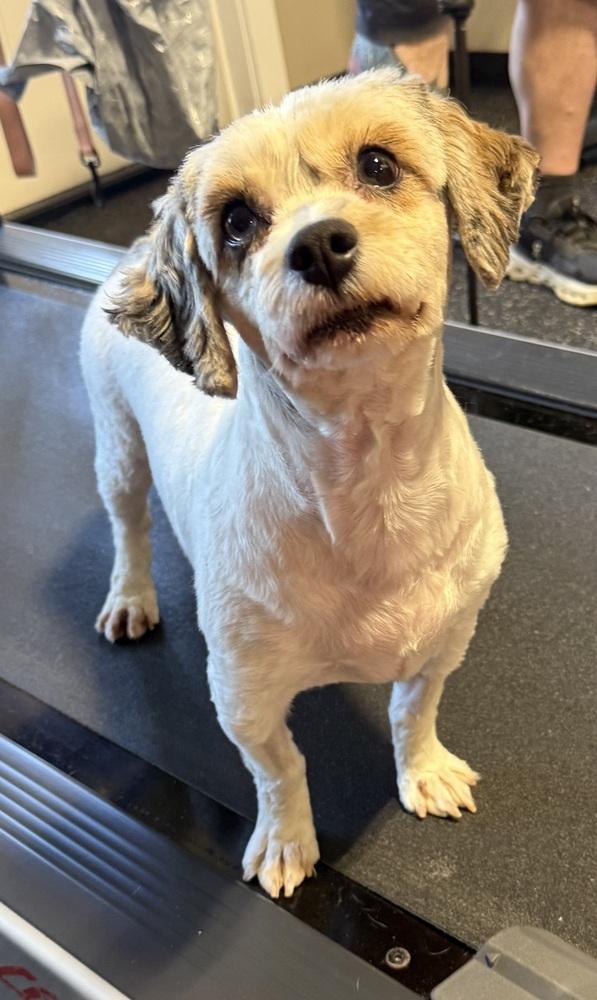 Sunny (Sundial), a Adoptable mixed breed in Cheektowaga, NY image 3/3