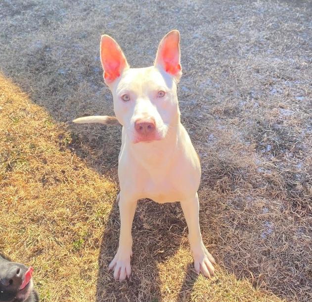 Luca, Adoptable, Young Male Pit Bull Terrier.