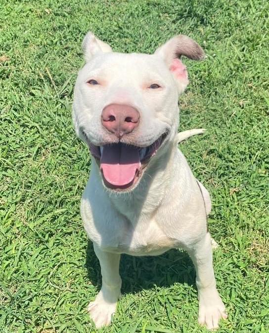 Enlarge Luca, a Adoptable mixed breed in Warr Acres, OK image 2/6