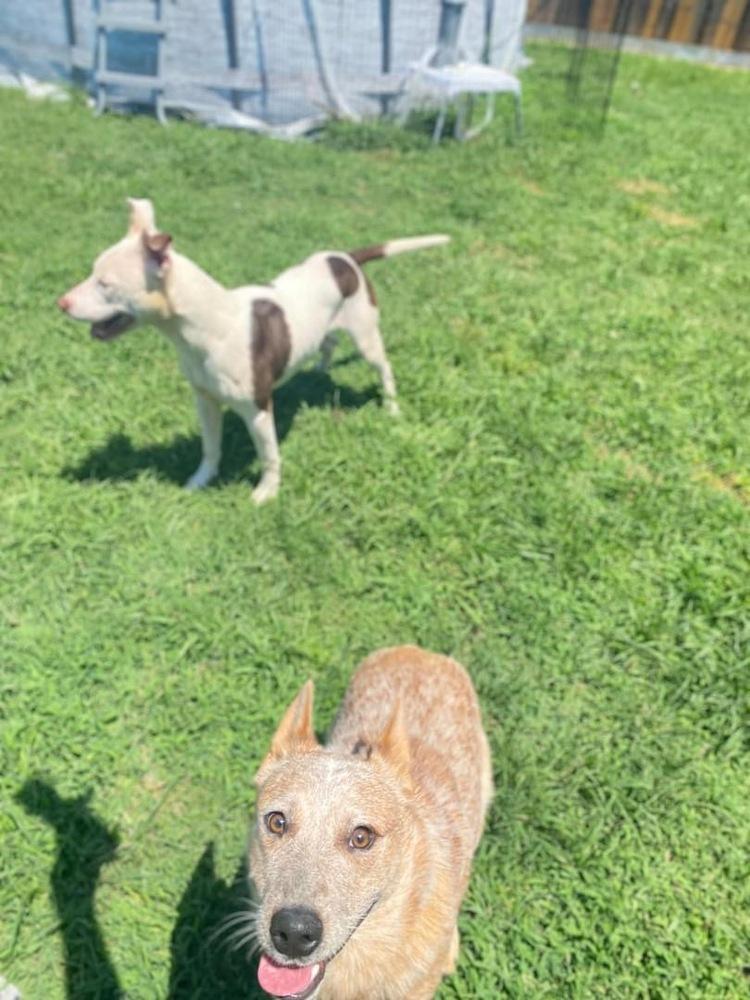 Enlarge Luca, a Adoptable mixed breed in Warr Acres, OK image 3/6