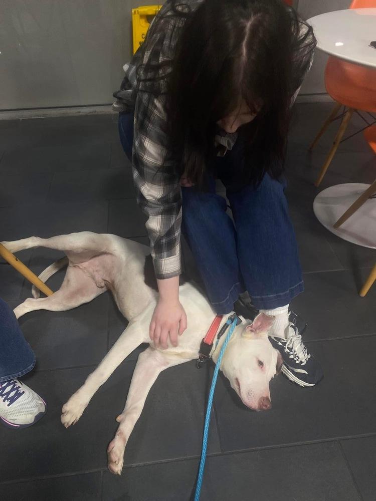 Enlarge Luca, a Adoptable mixed breed in Warr Acres, OK image 4/6