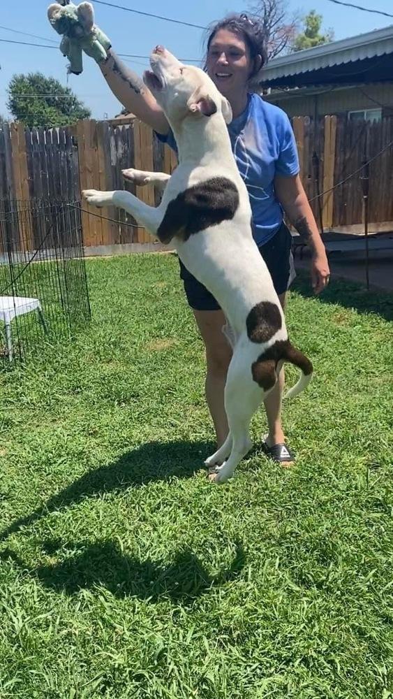 Enlarge Luca, a Adoptable mixed breed in Warr Acres, OK image 5/6
