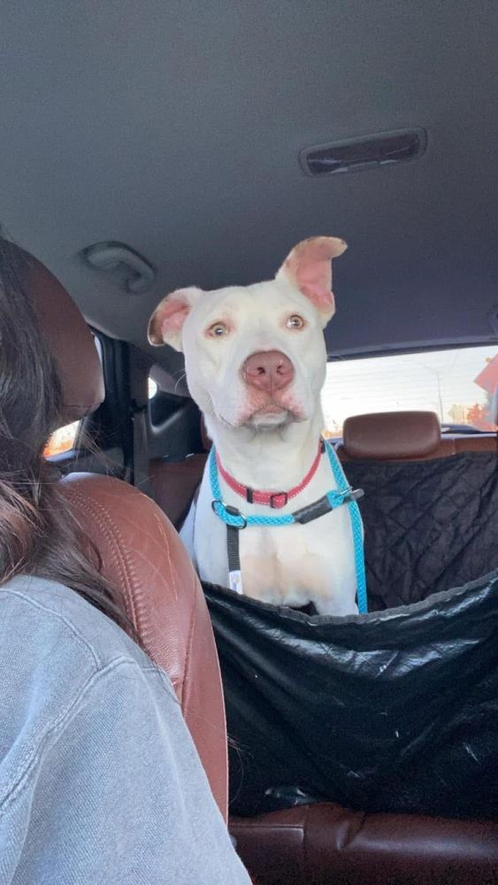 Enlarge Luca, a Adoptable mixed breed in Warr Acres, OK image 6/6