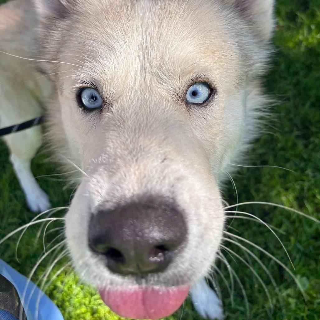 Chocolate, Adoptable, Adult Male Siberian Husky.