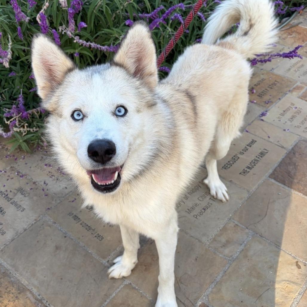 Enlarge Chocolate, a Adoptable Siberian Husky in Ojai, CA image 2/5