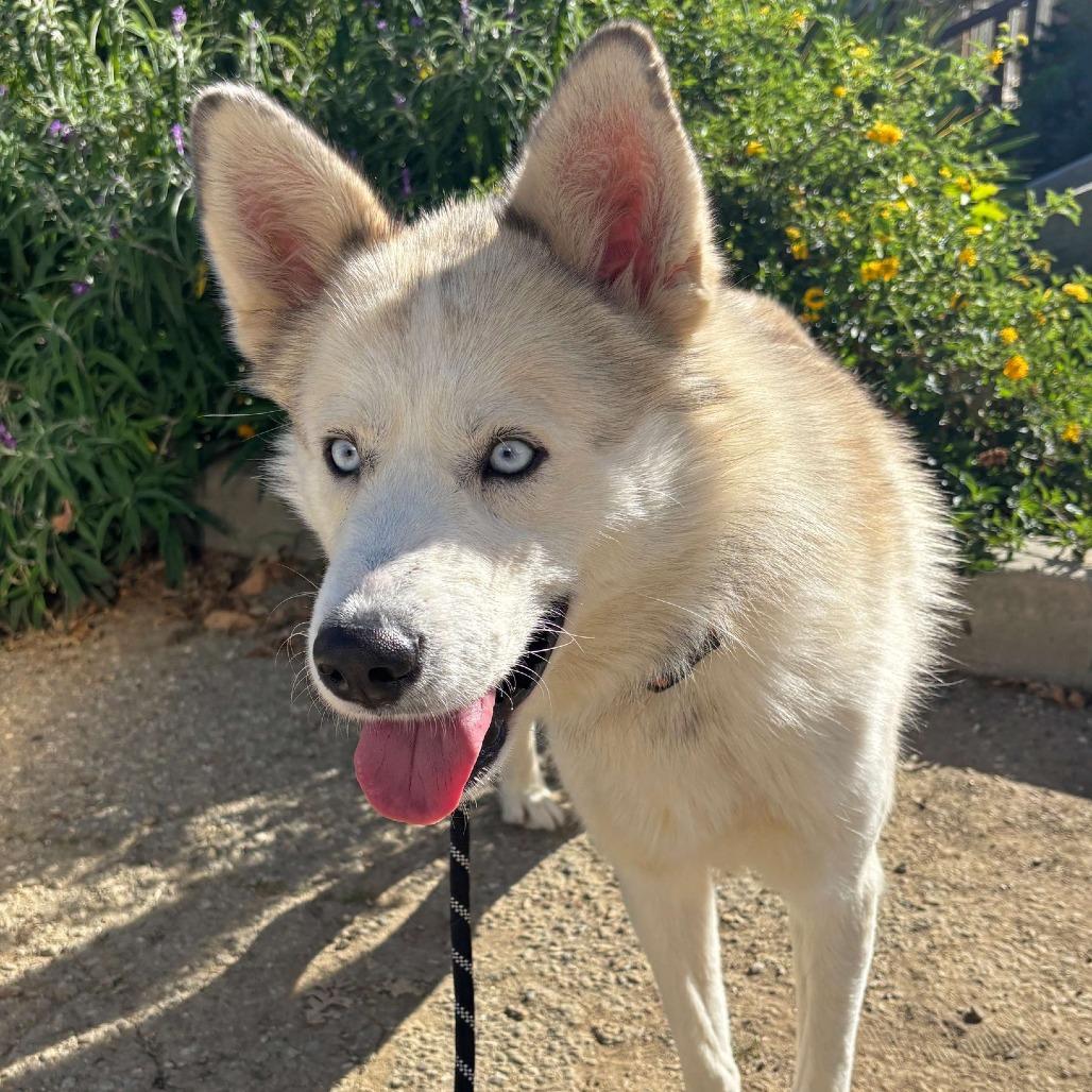 Enlarge Chocolate, a Adoptable Siberian Husky in Ojai, CA image 3/5