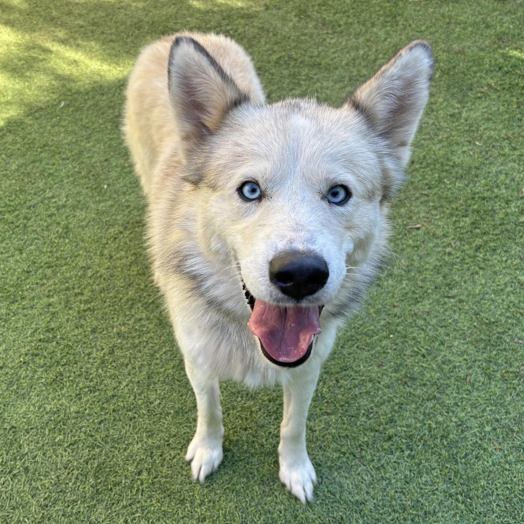 Enlarge Chocolate, a Adoptable Siberian Husky in Ojai, CA image 4/5