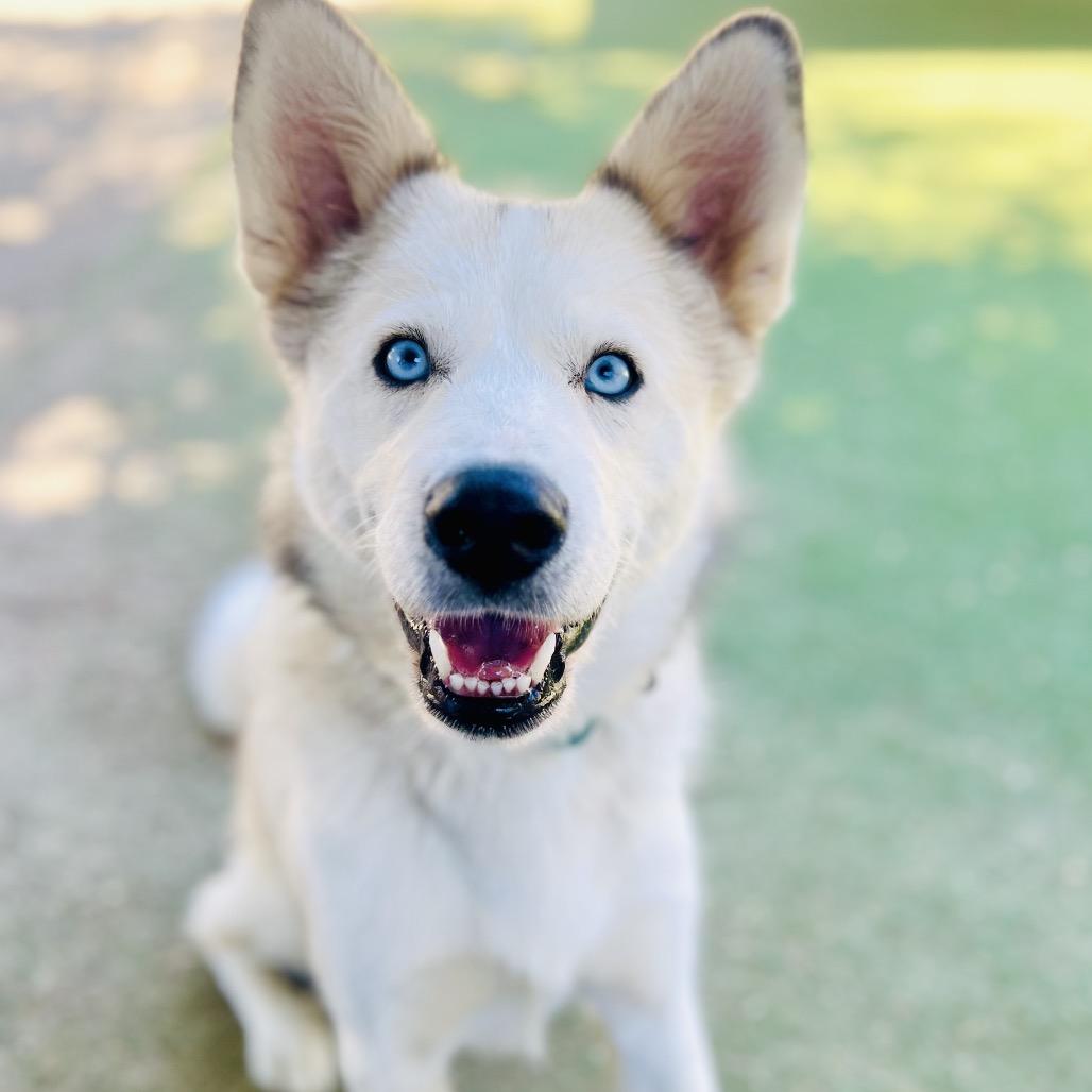 Chocolate, a Adoptable Siberian Husky in Ojai, CA image 5/6