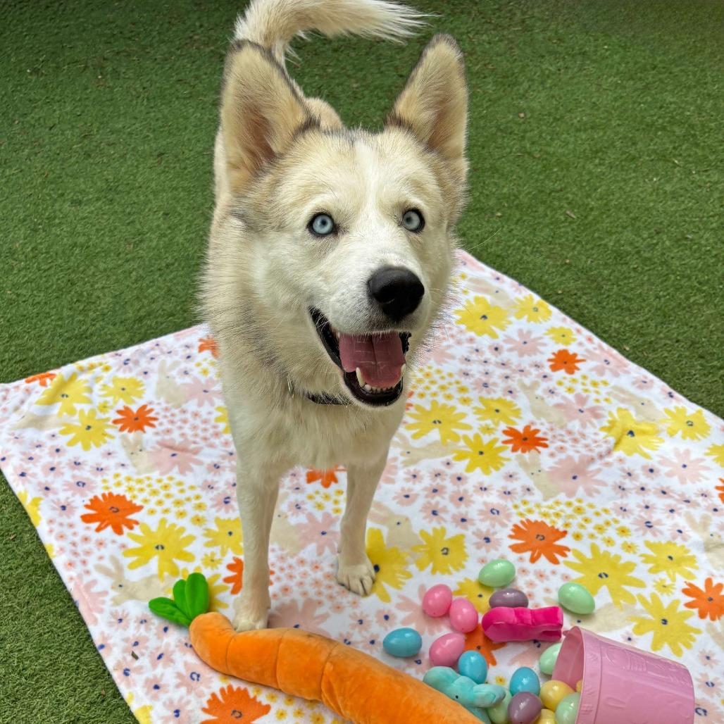 Enlarge Chocolate, a Adoptable Siberian Husky in Ojai, CA image 5/5